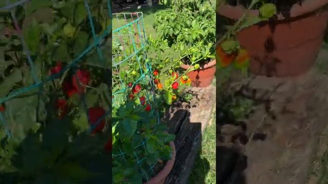 Carolina reaper plants and Trinidad scorpion смотреть онлайн