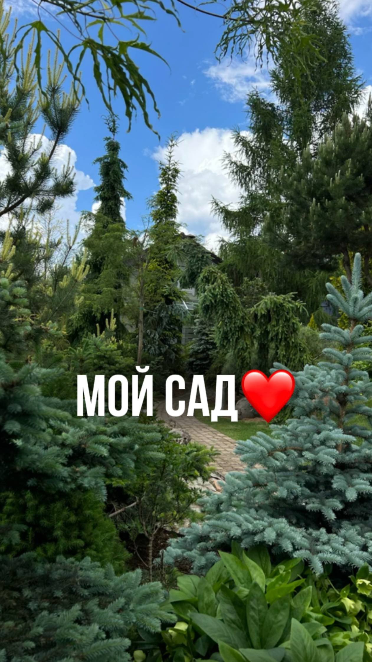 Мой сад. смотреть онлайн