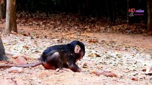 Miserable life !!! Baby Titan become like Alba, Bad mom Tara pluck & bite her own baby to stop milk