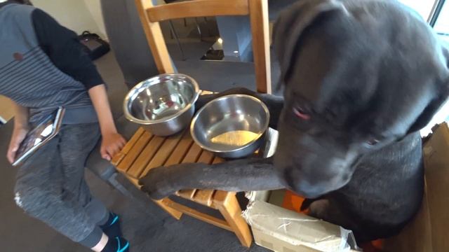 Feed Raw Rabbit Prey Model Raw (PMR) Diet смотреть онлайн