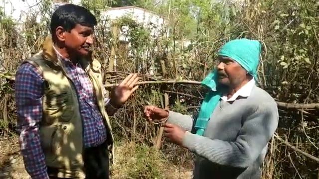 Sujagriti Samaj Sevi Sanstha, Morena, Guggal Plantation & Conservation Program смотреть онлайн
