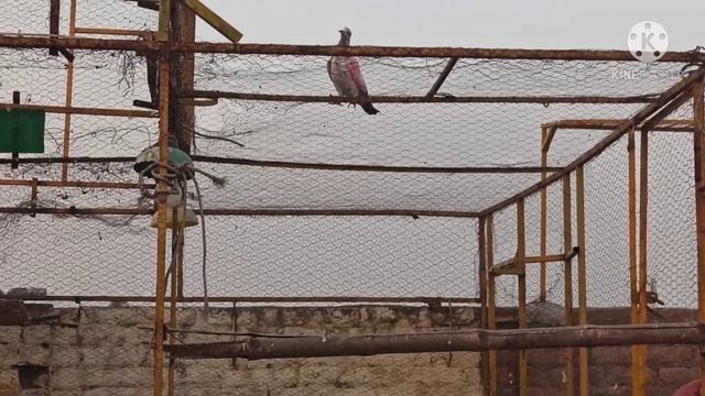 kabootar bacha pakra 4 kali ka..how to trap pigeon. смотреть онлайн