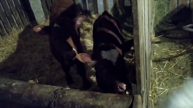 Деревенские животные/ Хорошо в деревне/ Все животные дружны/ Где кошки не ругаются с собаками? смотреть онлайн