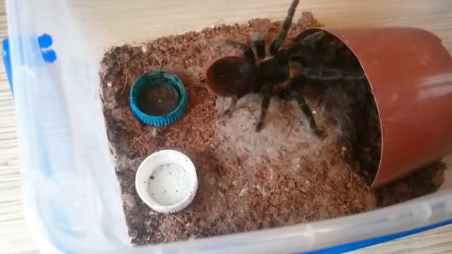Brachypelma vagans кормление) смотреть онлайн