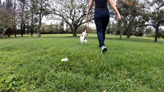 В мире карантина , собаки выгуливают нас. In the quarantined world, dogs walk us. смотреть онлайн