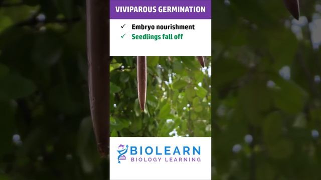 VIVIPAROUS GERMINATION | TYPES OF GERMINATION | BioLearn смотреть онлайн