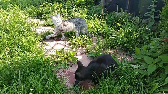 Котята крысоловки поедают ротанов смотреть онлайн