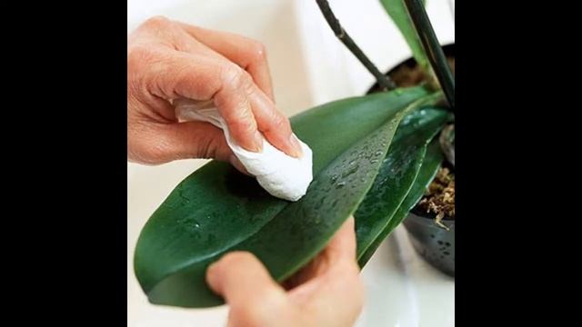 Комнатные растения, воспитатель Швецова С.В. смотреть онлайн