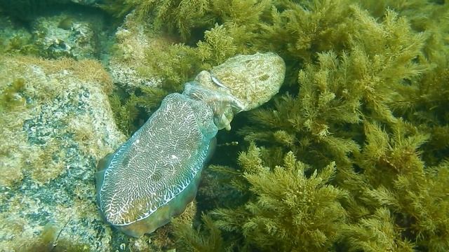 Scuba Diving Whyalla Cuttlefish смотреть онлайн