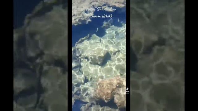 Hilton Sharks Bay Resort - هيلتون شاركس باي شرم الشيخ #hilton #sharm смотреть онлайн