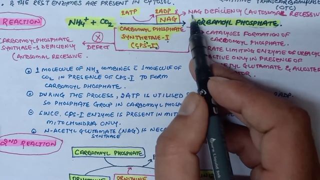 Urea Cycle (Ornithine Cycle) STEP BY STEP || Disorder and Treatment || Biochemistry || смотреть онлайн