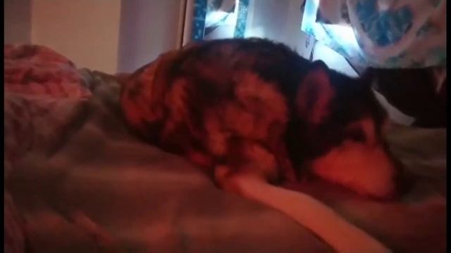 Peter Santos "Ride of a lifetime" Troya Tribute смотреть онлайн