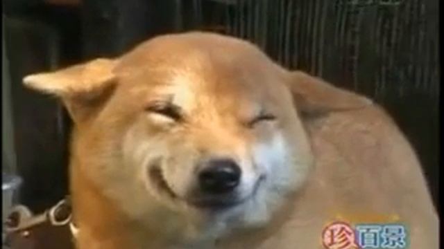 Собака улыбается.mp4 смотреть онлайн