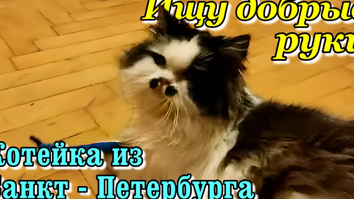 Ищу добрые руки. Ласковый котейка из Санкт-Петербурга. смотреть онлайн