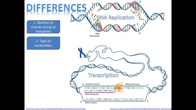 Comparison Of Similarities And Differences Between DNA Replication And Transcription.
