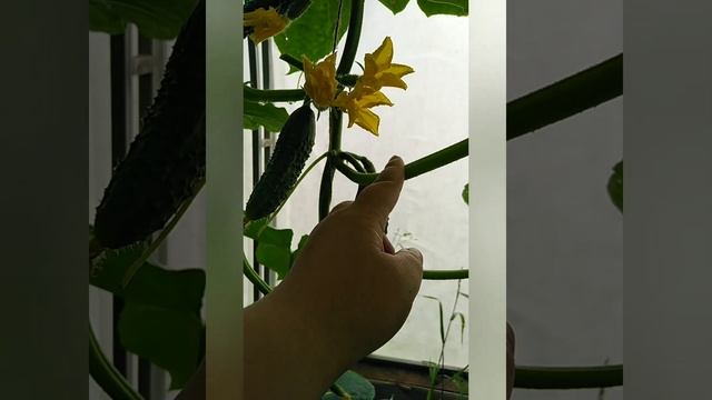 Растение огурца доросло до потолка теплицы. Как поступить дальше. смотреть онлайн