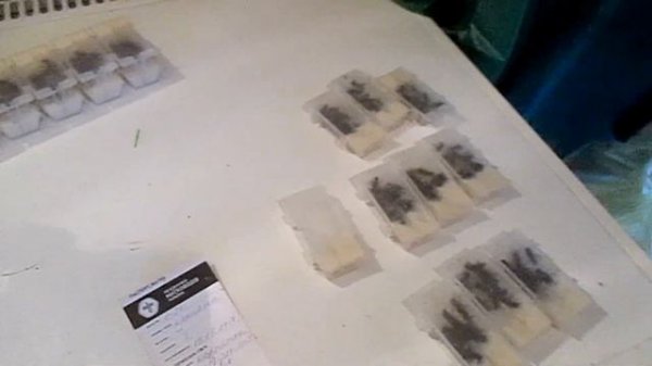 Карпатки от Ярослава Мухи Подсадка маток