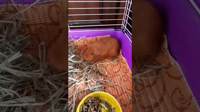 Лимошка и сено😁 смотреть онлайн