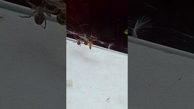 схватка паука с осой часть 1 смотреть онлайн