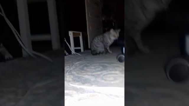 кошка бегала ну и блюёт смотреть онлайн