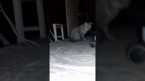 кошка бегала ну и блюёт