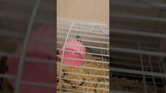 сколько раз в неделю надо менять клетку(наполнитель) хомяков?Название марки Little One смотреть онлайн