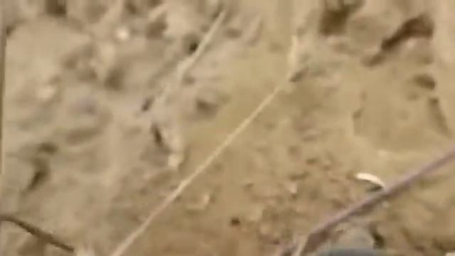АГРЕССИВНЫЙ ПАУК смотреть онлайн