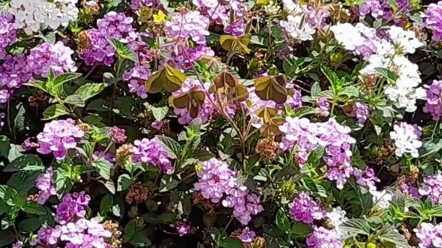 Beautiful Purple  Lantana Montevidensis