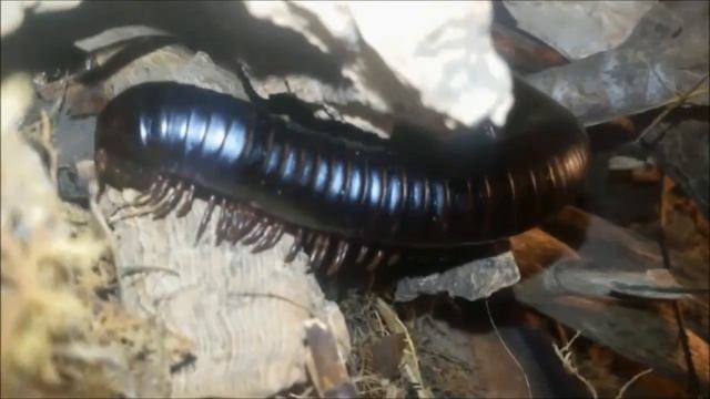 Afrikanische Riesentausendfüßer - archispirostreptus gigas смотреть онлайн