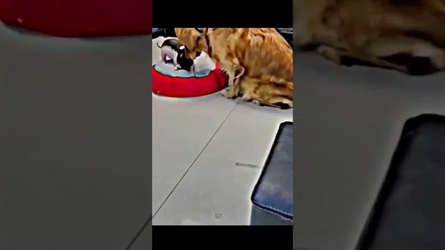 милые моменты с котами и собаками #котики #собачки #милыемоменты #коты #кошки смотреть онлайн