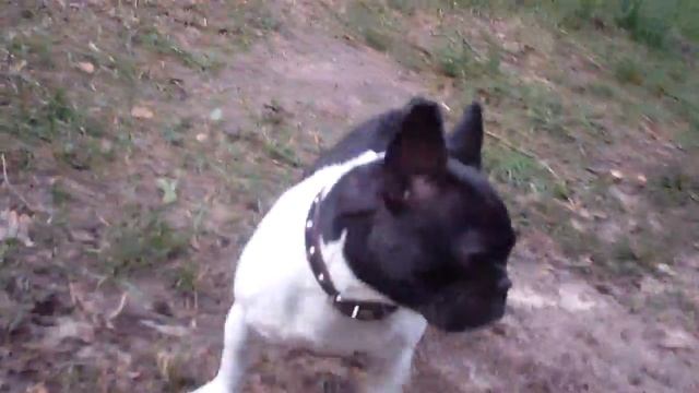 Чигиринка. Глупый пёсик. смотреть онлайн