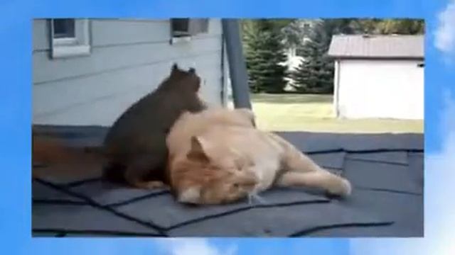 Белка и Кот   лучшие друзья!