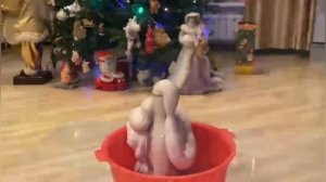 эксперимент #1 (фараонова змея) или змея из пены.