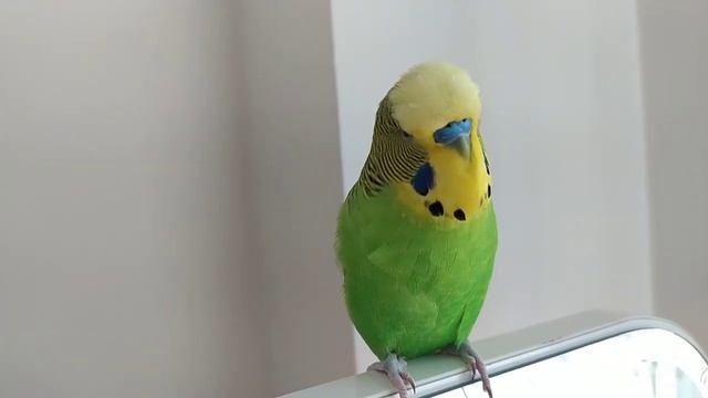 Нарезки✔️ Попугай Волнистый Говорит ✔️Попугай Кеша✔️ смотреть онлайн