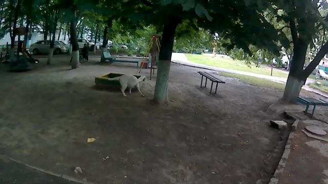 Собачья жизнь! Венерка на прогулке! смотреть онлайн