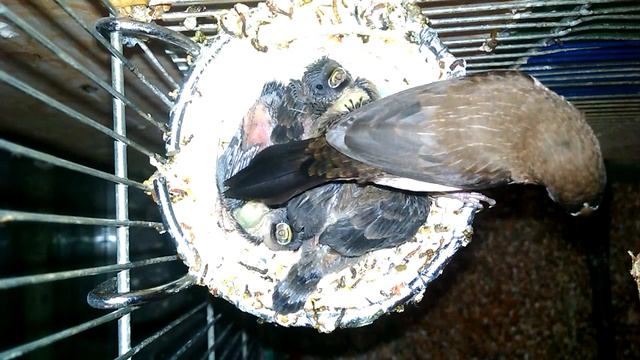 Амадины кормят птенцов смотреть онлайн