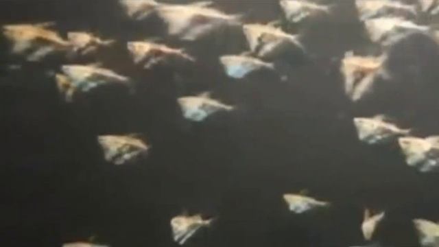 PECES COMPATIBLES CON EL PEZ TETRA NEON y algunos datos interesantes. смотреть онлайн