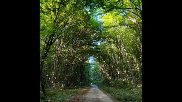 Pavel Lopatin - In the garden (Single)