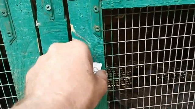 Субботний обзор 250622 #крольчата #кролики #малыши #rabbit смотреть онлайн