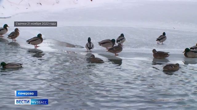 Кемеровского дворника наградили медалью «За спасение на водах» смотреть онлайн