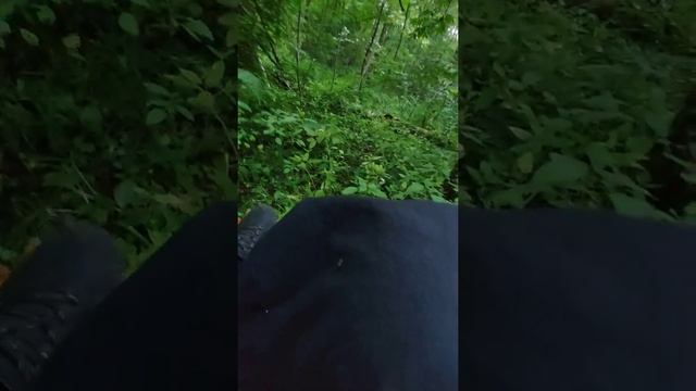 Смешанный лес смотреть онлайн