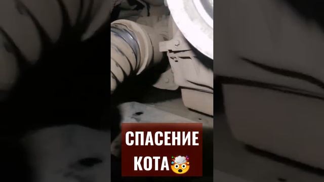 Котенок застрял под двигателем🤯p.s. кот выжил😢🥵 #рекомендации #топ #кот смотреть онлайн
