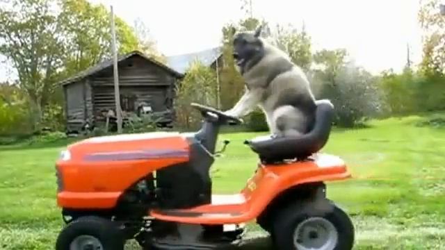Собака на тракторе