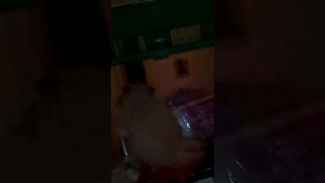 Тайная жизнь домашних животных Мой хомяк прыгает на камеру смотреть онлайн