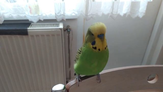 Волнистый Попугай Кеша говорит ✔️ Попугайчик разговаривает ✔️Мой домашний питомец✔️Турция смотреть онлайн