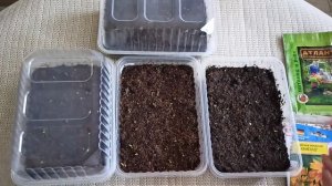 Уход за рассадой Рудбекии после появления всходов.м-н ДАЧА г.Каменск-Уральский 04.04.2024 г.