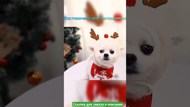 Костюмы для питомцев для Рождества, Нового года или вечеринки смотреть онлайн
