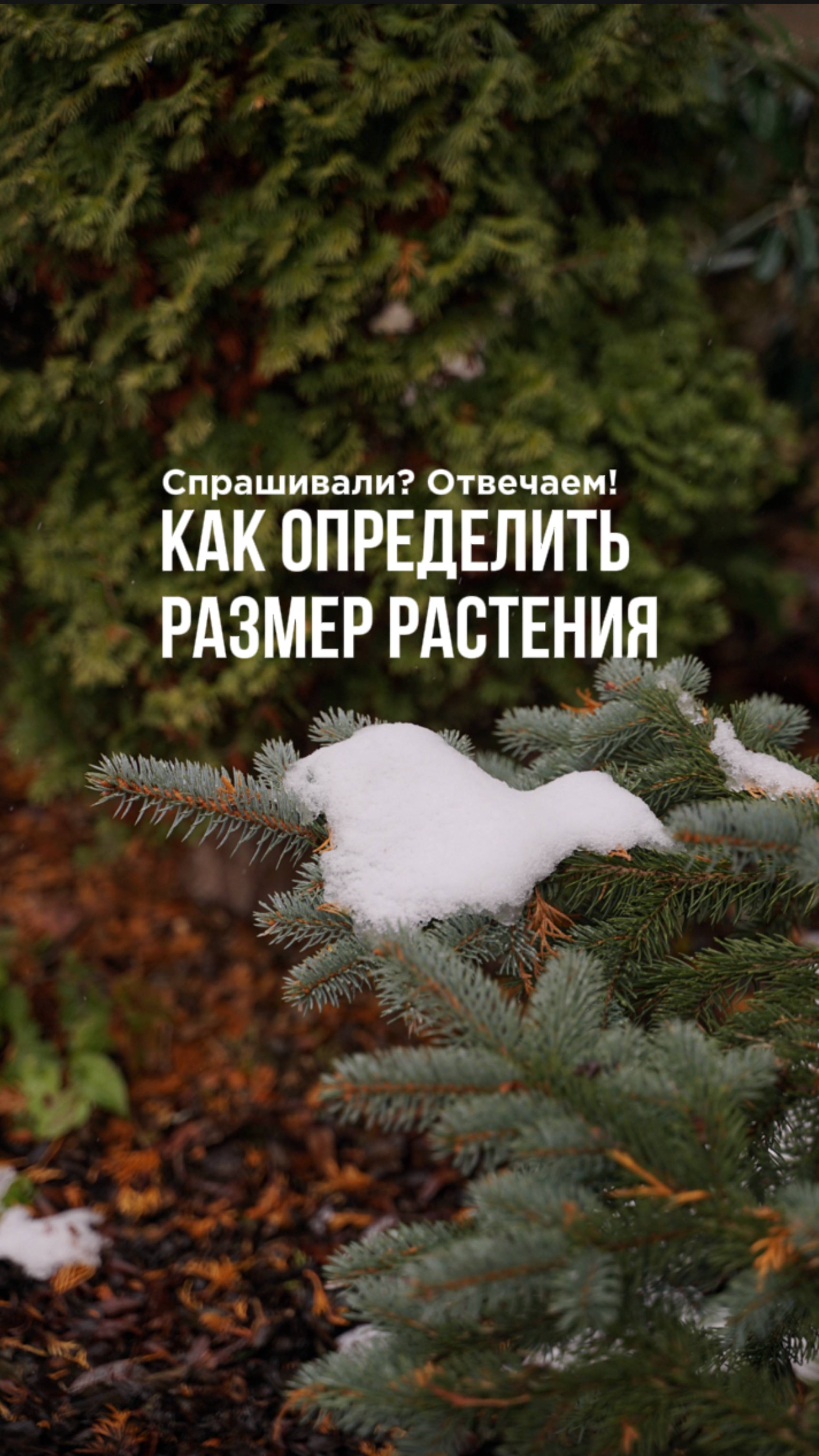 Как определить размер растения?! смотреть онлайн
