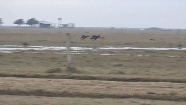 Tosca, Vallo y Farud d 10 meses los 3 hijos del Valin en las manos d mi hijo Santino Sanchez 11 año смотреть онлайн