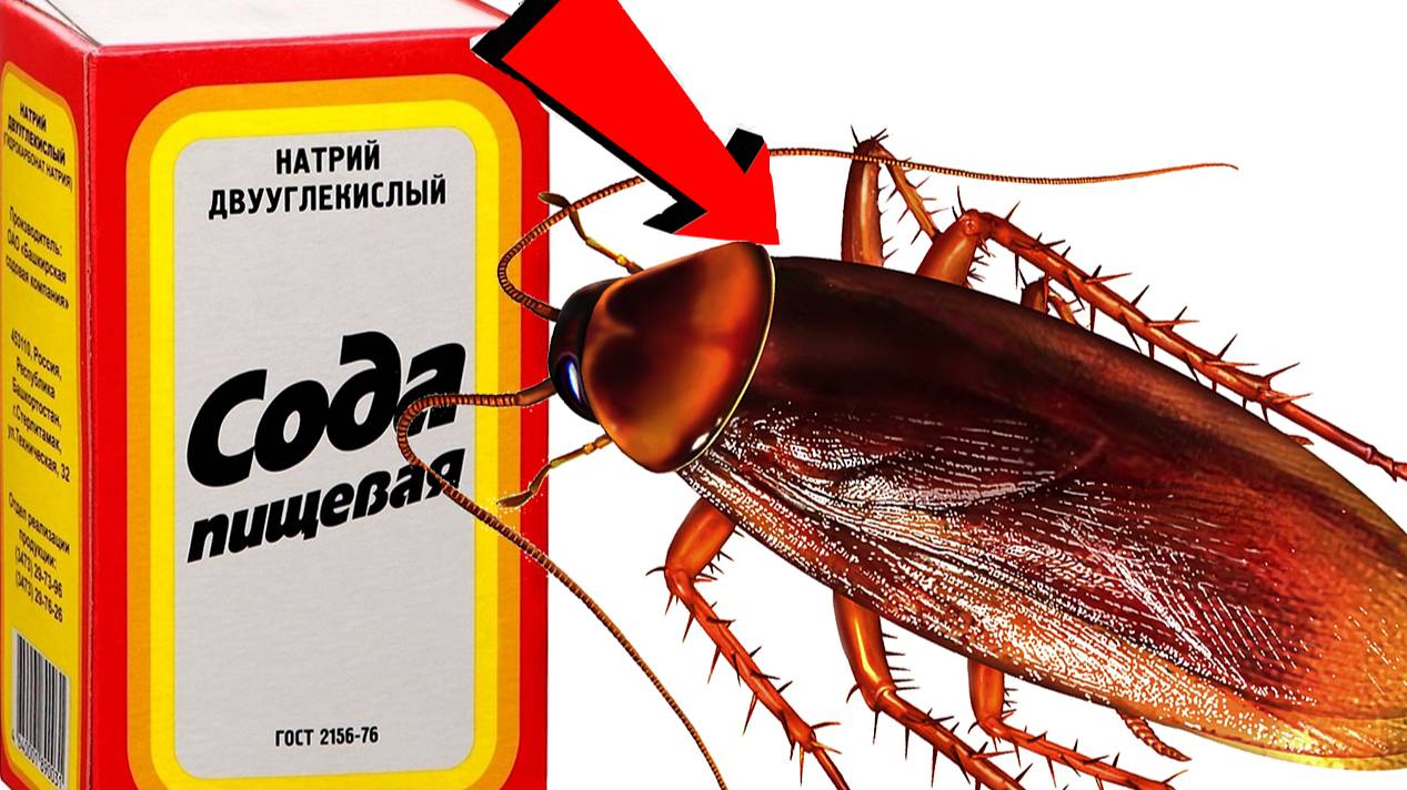 Как избавиться от тараканов За 3 Секунды.! смотреть онлайн